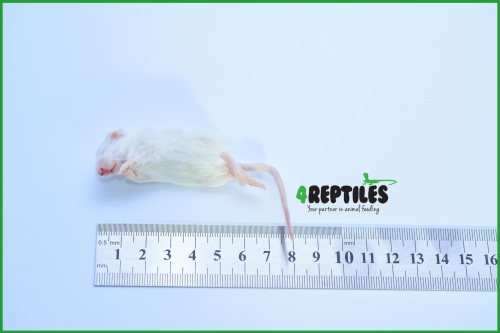 Myszy mrożone 11/15g 25 sztuk