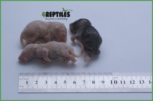 PAKIET 100 SZTUK Szczury mrożone [10/15g]